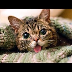 Meet your Posher, Tobi